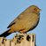 California Towhee